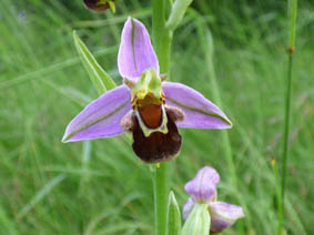 Ophrys apifera